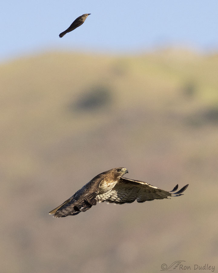 Hawk Blog Female Brewer’s Blackbird Repeatedly Attacking An Adult Red-tailed Hawk ...