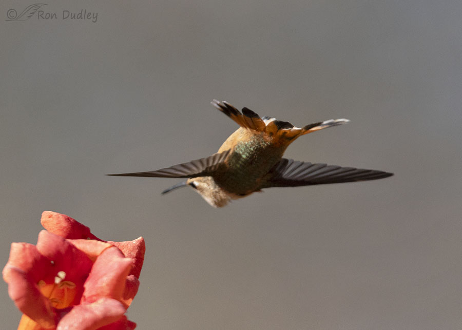 Hummingbird Flying Up To Me