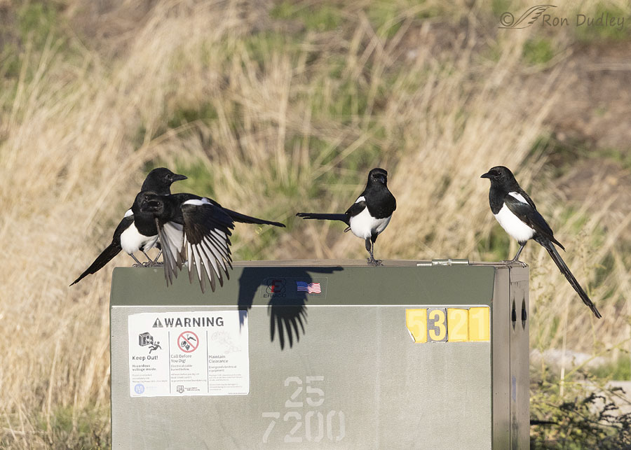 Eurasian Magpie Call