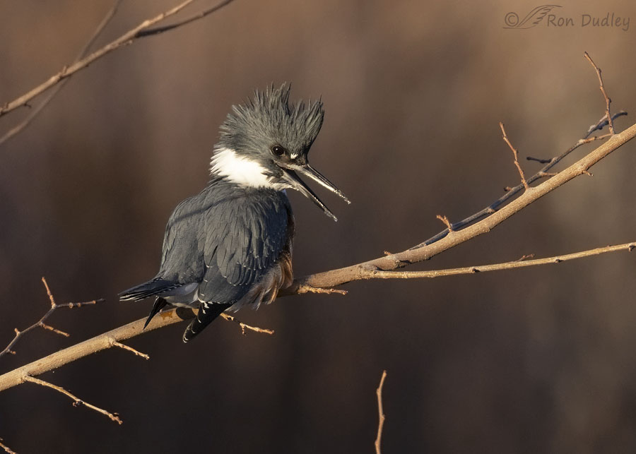 belted-kingfisher-6494-ron-dudley