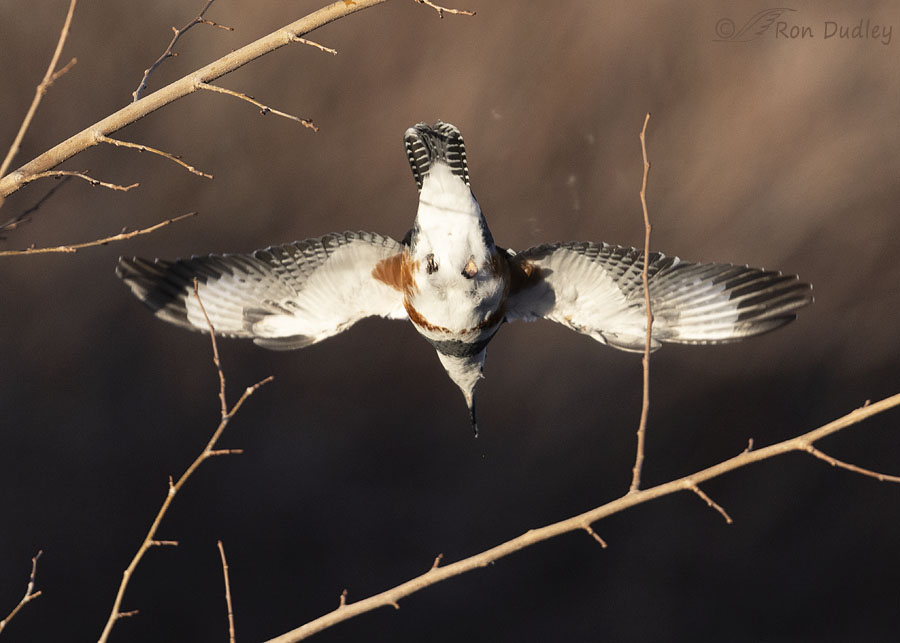 belted-kingfisher-6552-ron-dudley
