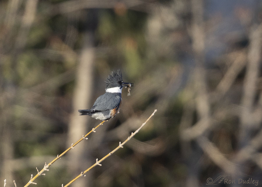 belted-kingfisher-6558-ron-dudley
