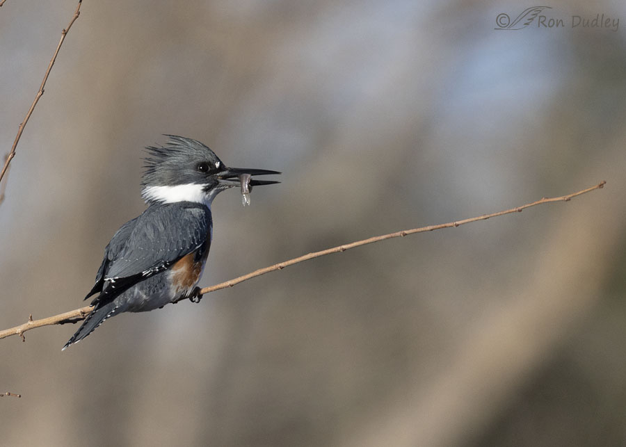 belted-kingfisher-6606-ron-dudley