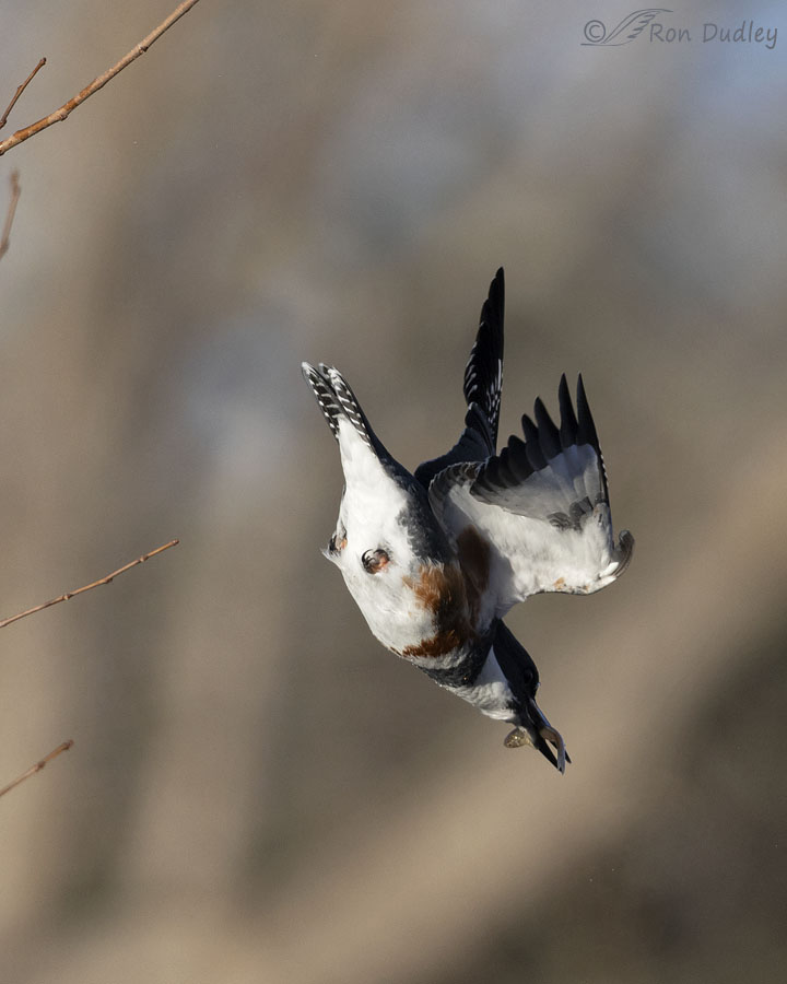 belted-kingfisher-6627-ron-dudley