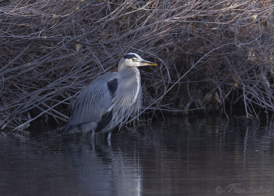 great blue heron 6632 ron dudley