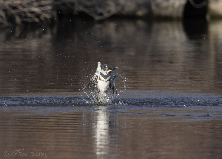 belted-kingfisher-6636-ron-dudley