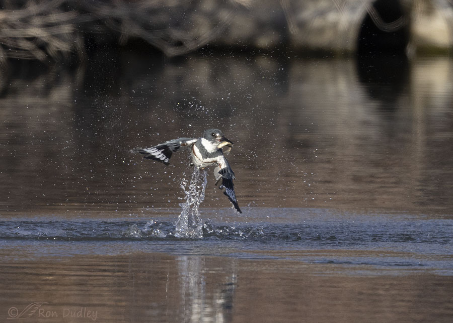 belted-kingfisher-6637-ron-dudley