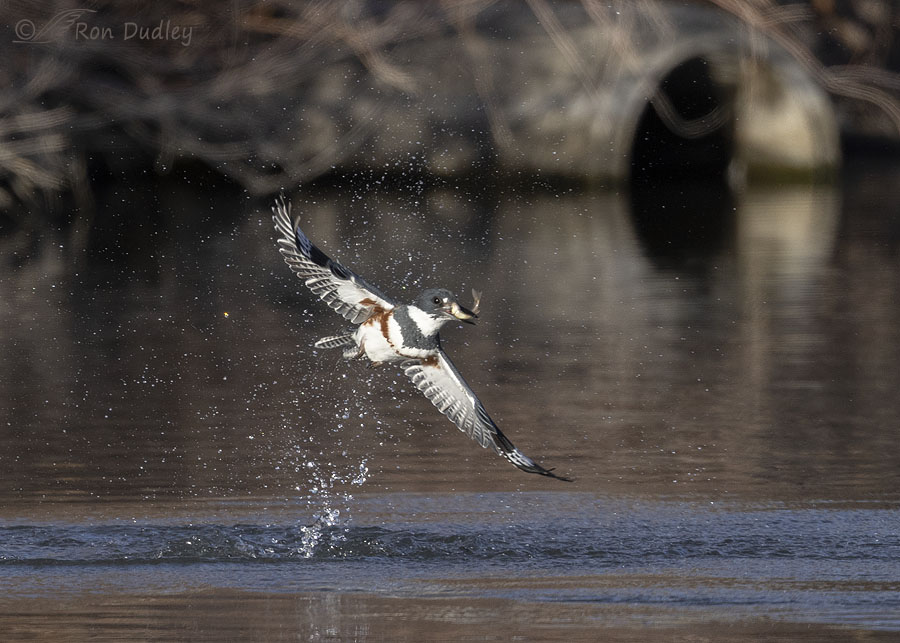 /belted-kingfisher-6638-ron-dudley