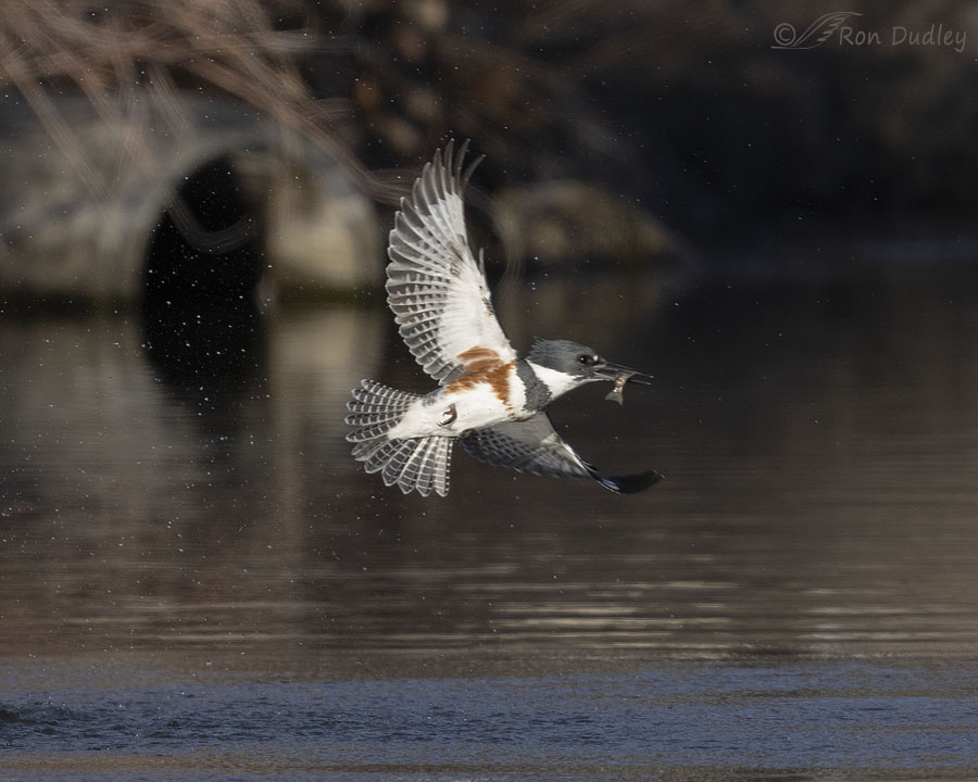 belted-kingfisher-6639-ron-dudley.