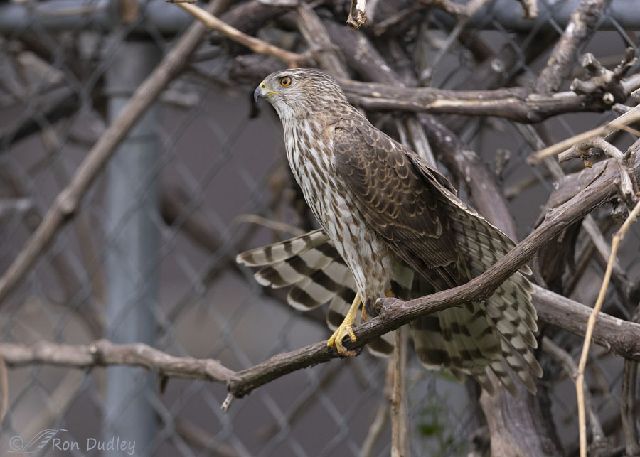 Hawk Blog My 40 Minute Session With A Cooper’s Hawk – Feathered Photography